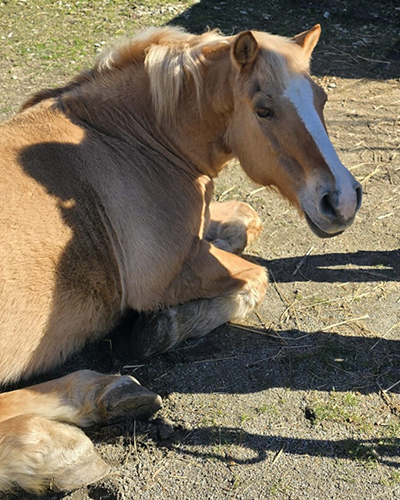 Marley